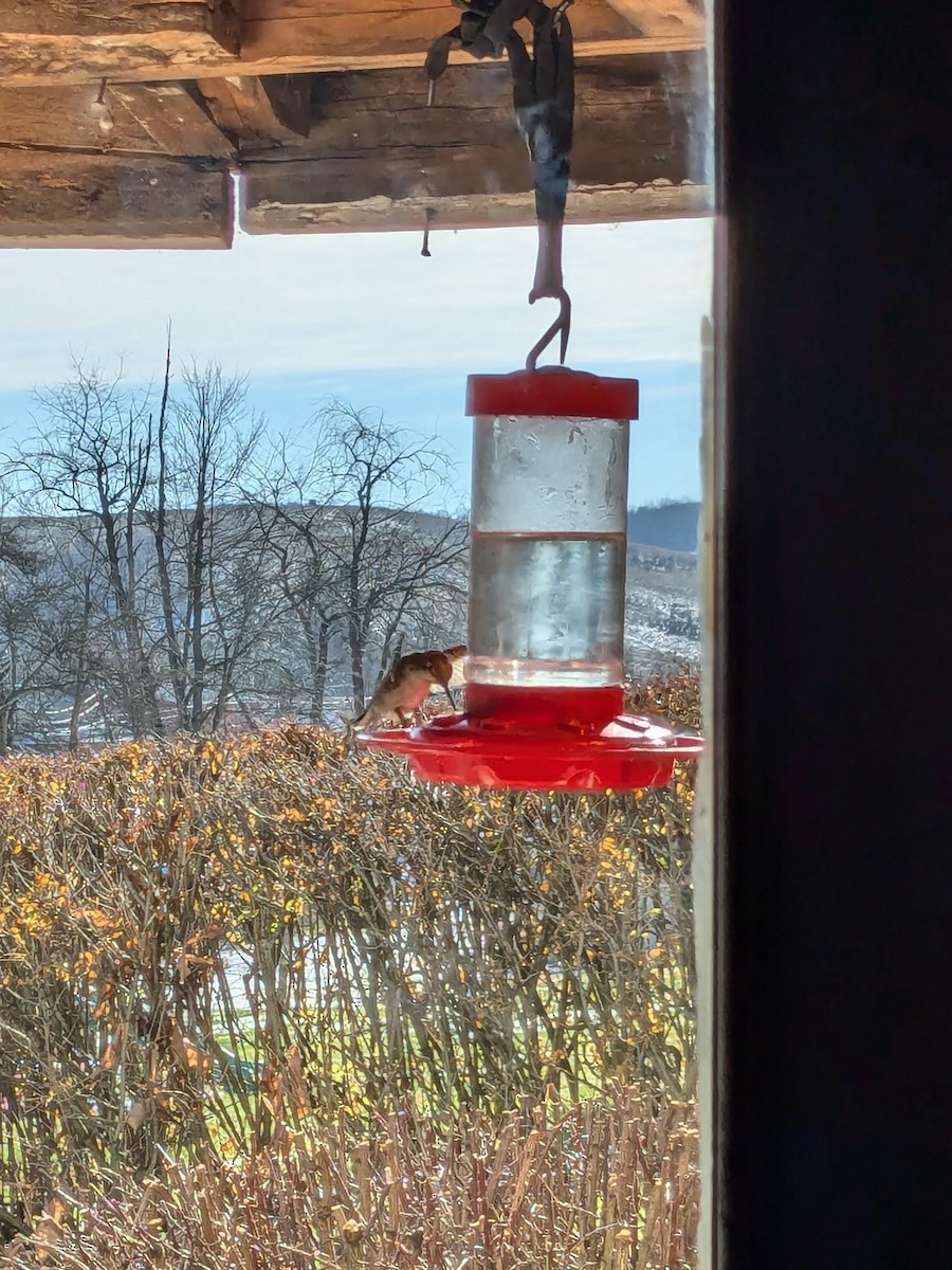 Anna's Hummingbird - ML627291004