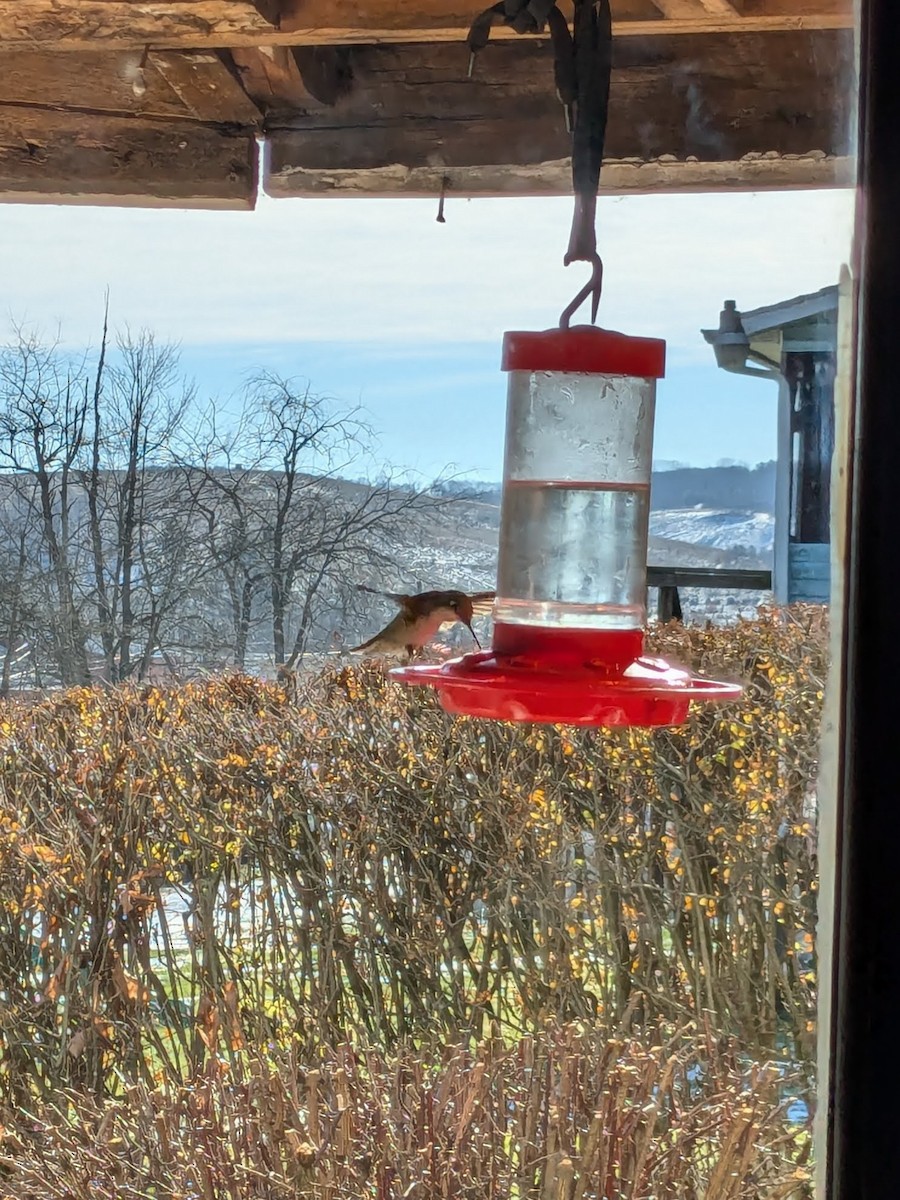 Anna's Hummingbird - ML627291005