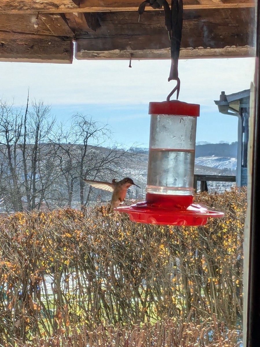 Anna's Hummingbird - ML627291006