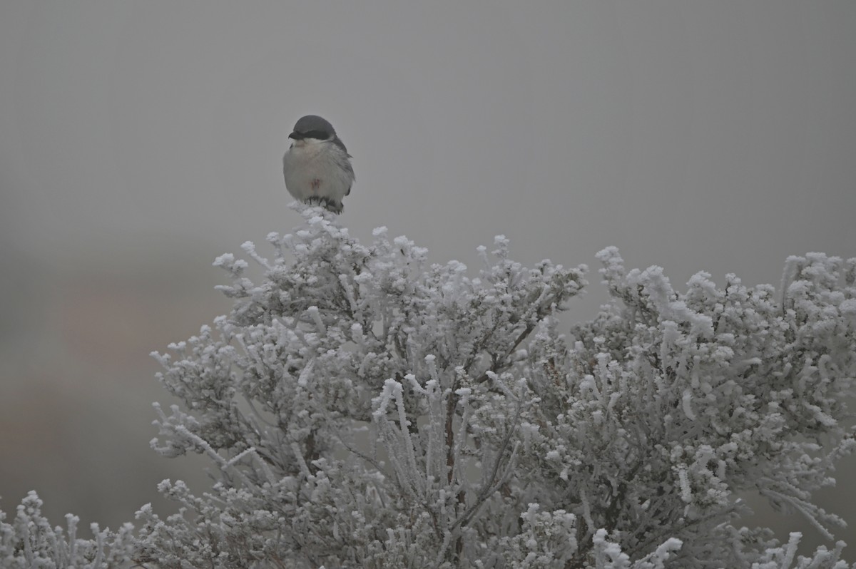 Loggerhead Shrike - ML627291035