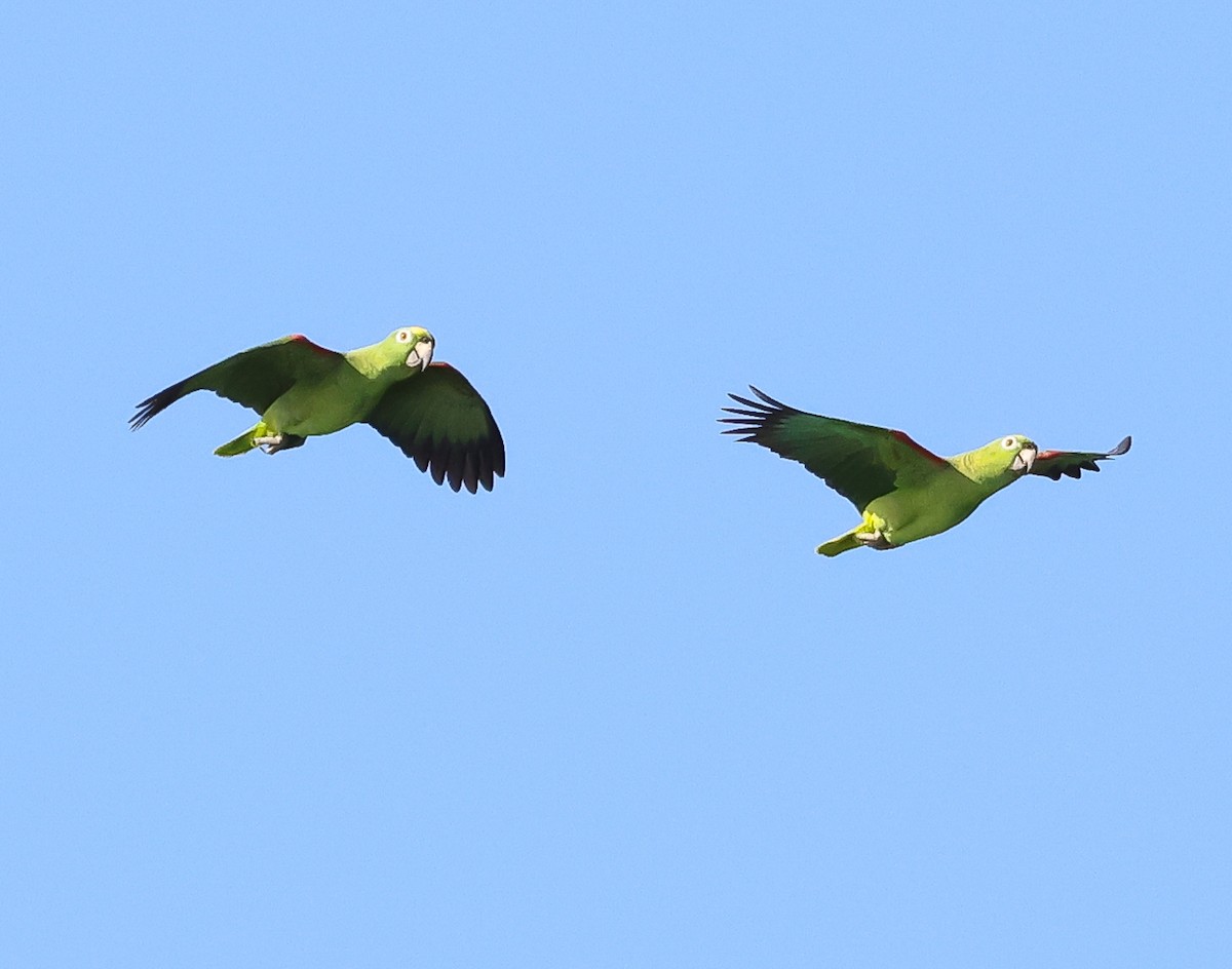 Yellow-crowned Amazon - ML627291078