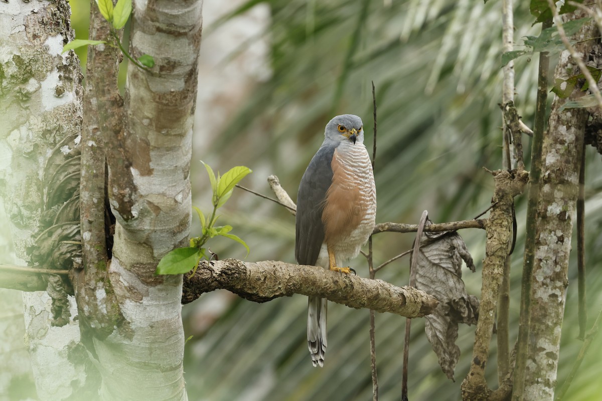 African Goshawk - ML627291192