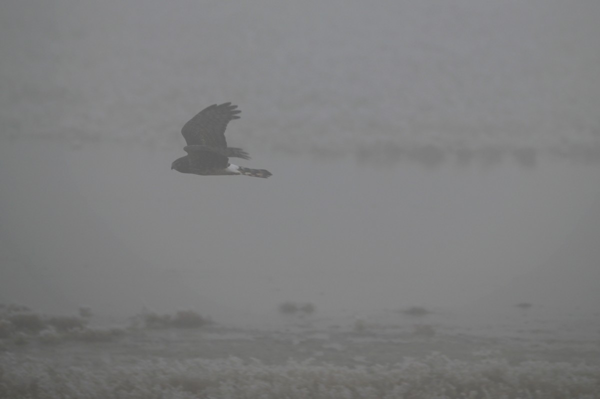 Northern Harrier - ML627291218