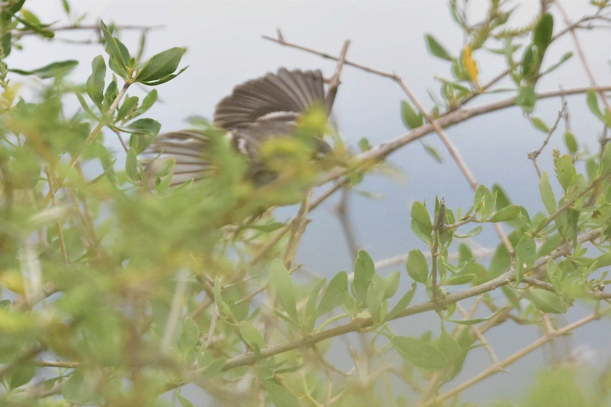 White-crested Tyrannulet (White-bellied) - ML627291232