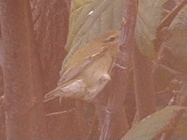 Tennessee Warbler - ML627291245