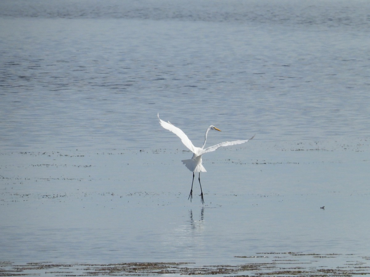 Great Egret - ML627291325