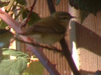 Tennessee Warbler - ML627291357