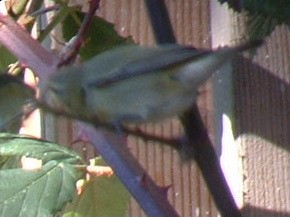Tennessee Warbler - ML627291379