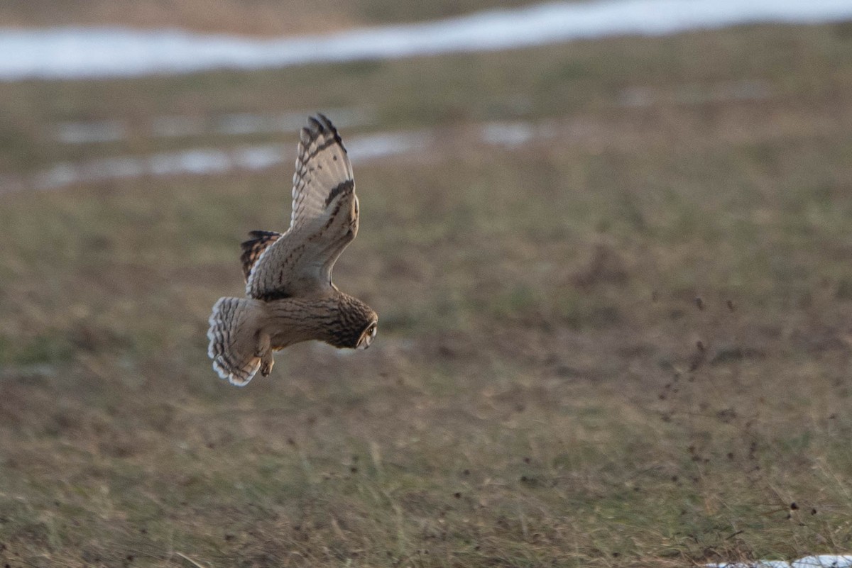 Short-eared Owl - Andrea Heine