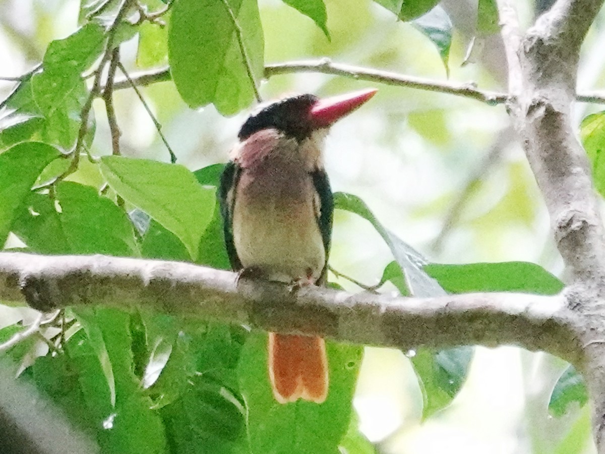 Sangihe Lilac Kingfisher - ML627291688