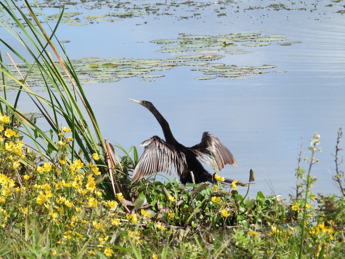 Anhinga - ML627291703