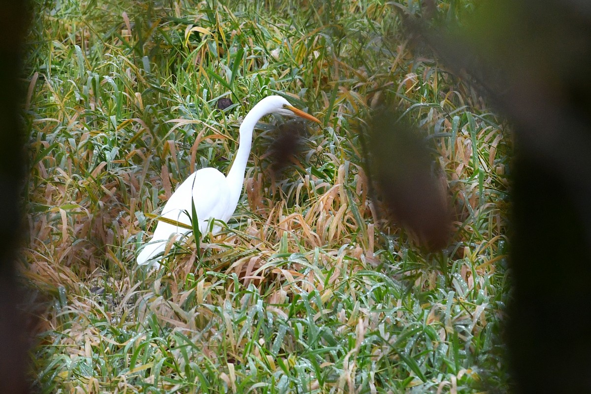 Great Egret - ML627291935