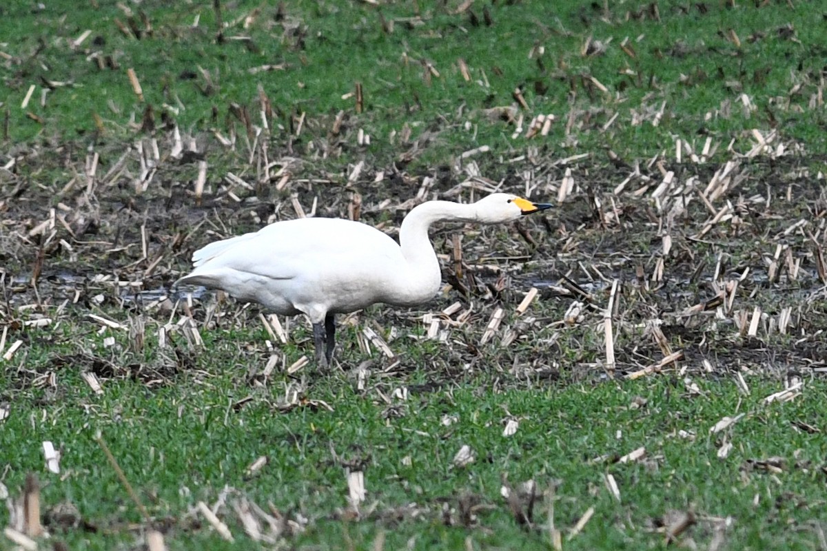 Whooper Swan - ML627291961