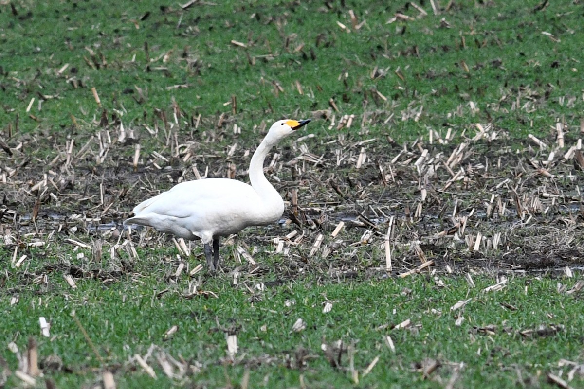 Whooper Swan - ML627291962