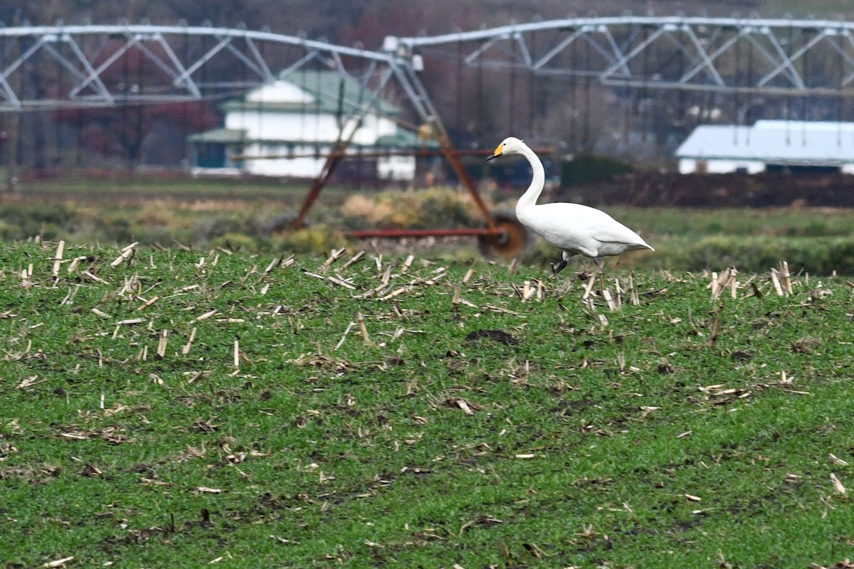 Whooper Swan - ML627291963