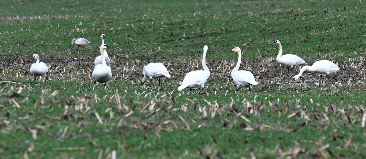 Whooper Swan - ML627291965