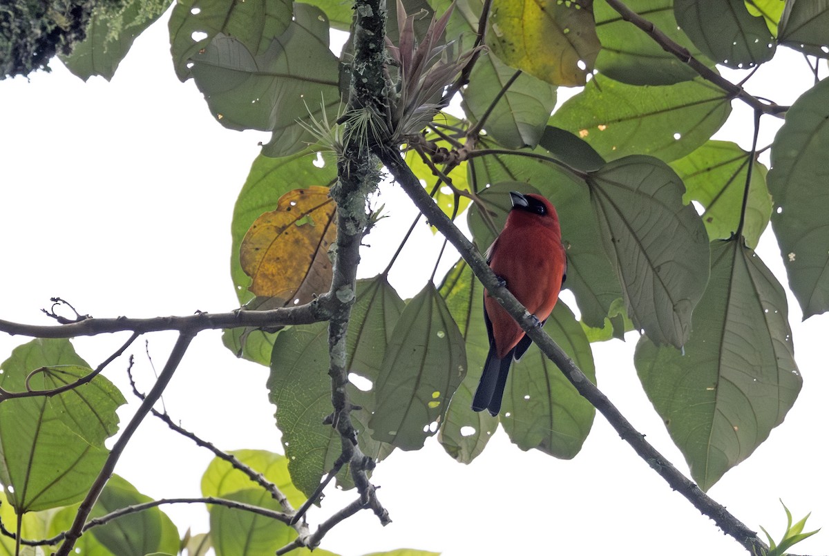 White-winged Tanager - ML627291988