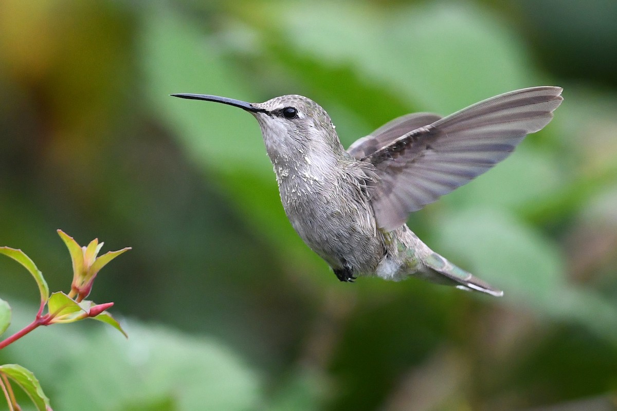 Costa's Hummingbird - ML627292087