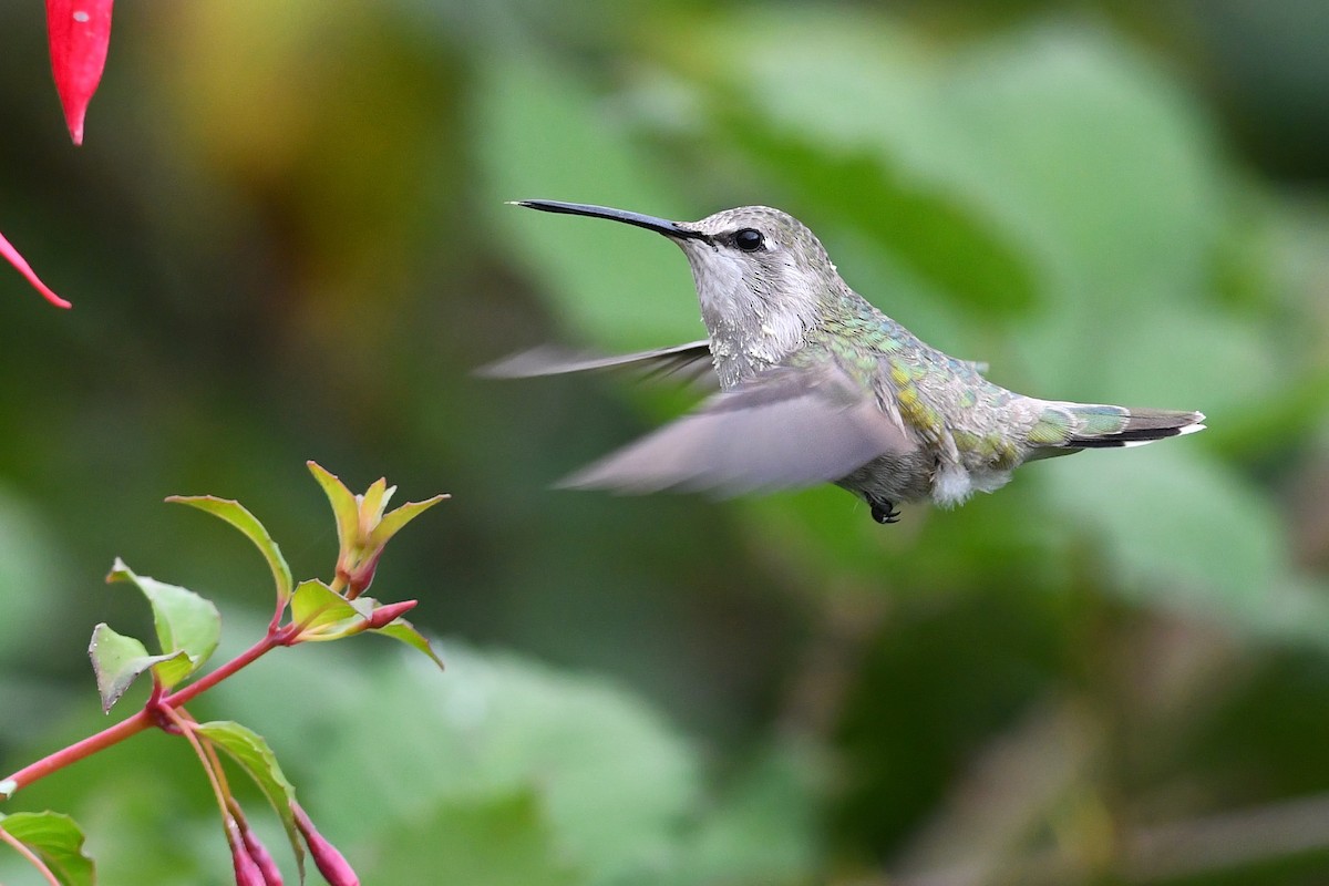 Costa's Hummingbird - ML627292088