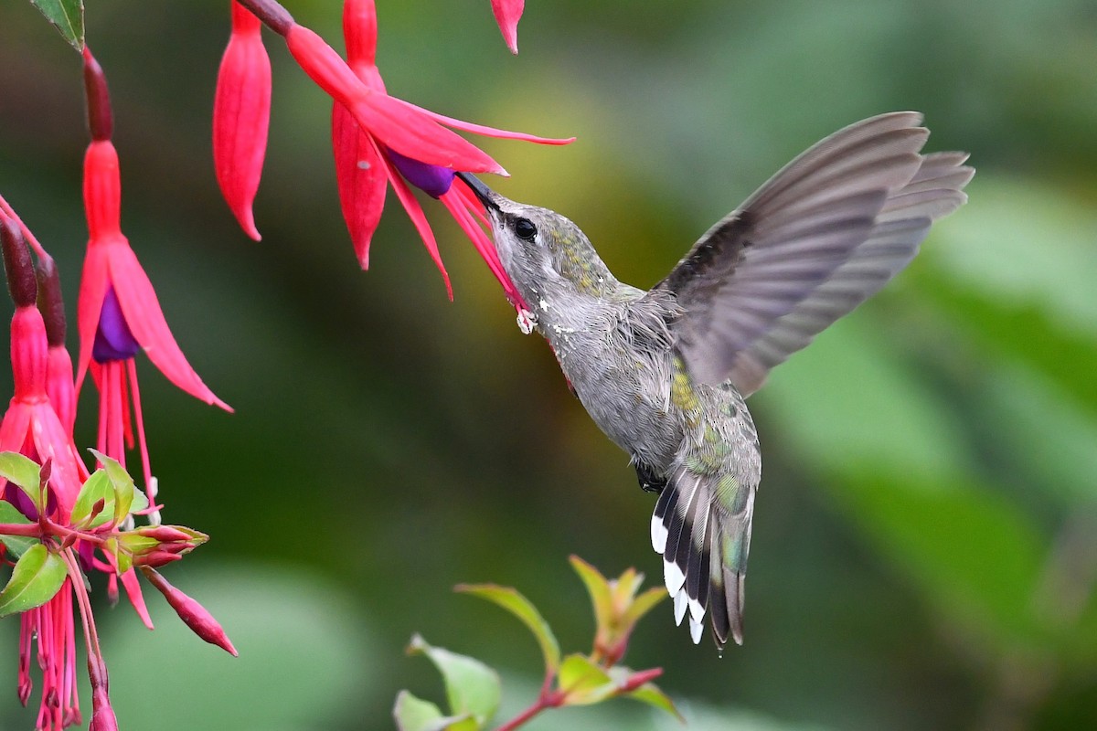 Costa's Hummingbird - ML627292090