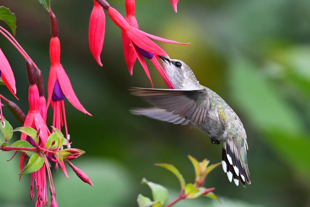 Costa's Hummingbird - ML627292091