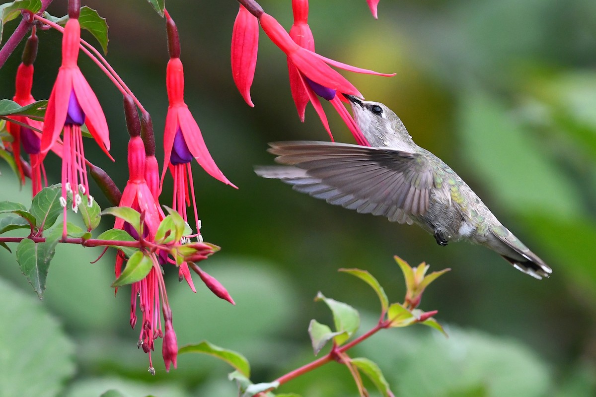 Costa's Hummingbird - ML627292092