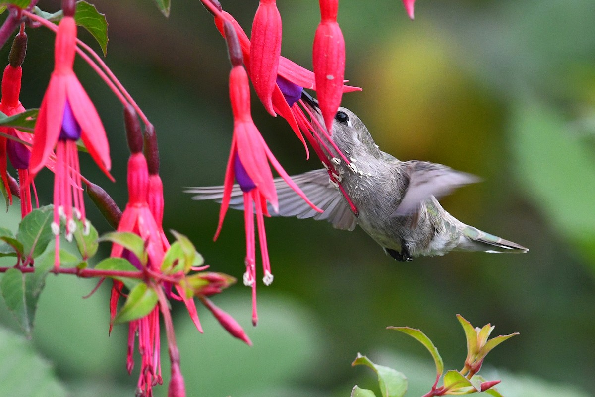 Costa's Hummingbird - ML627292093