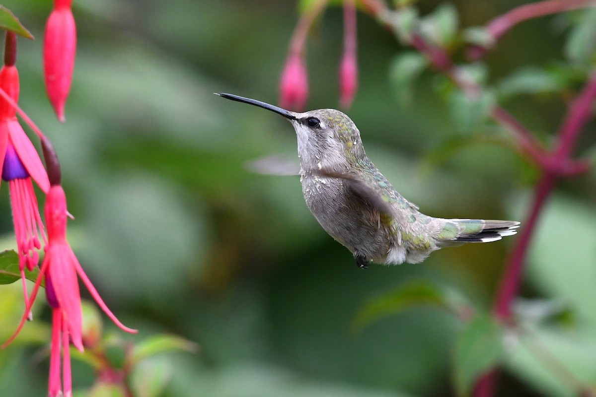 Costa's Hummingbird - ML627292094