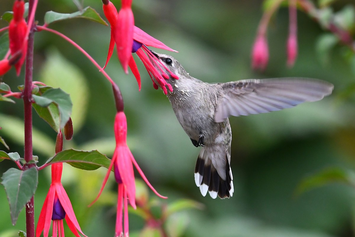 Costa's Hummingbird - ML627292095