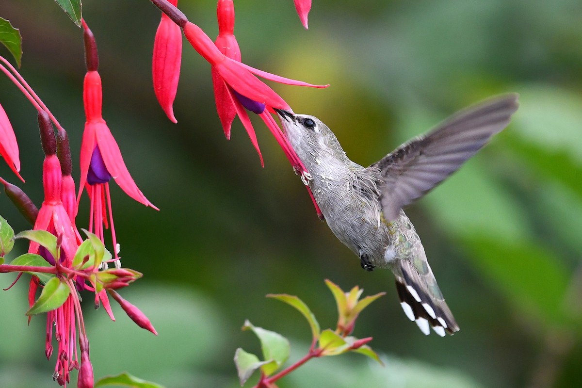 Costa's Hummingbird - ML627292096