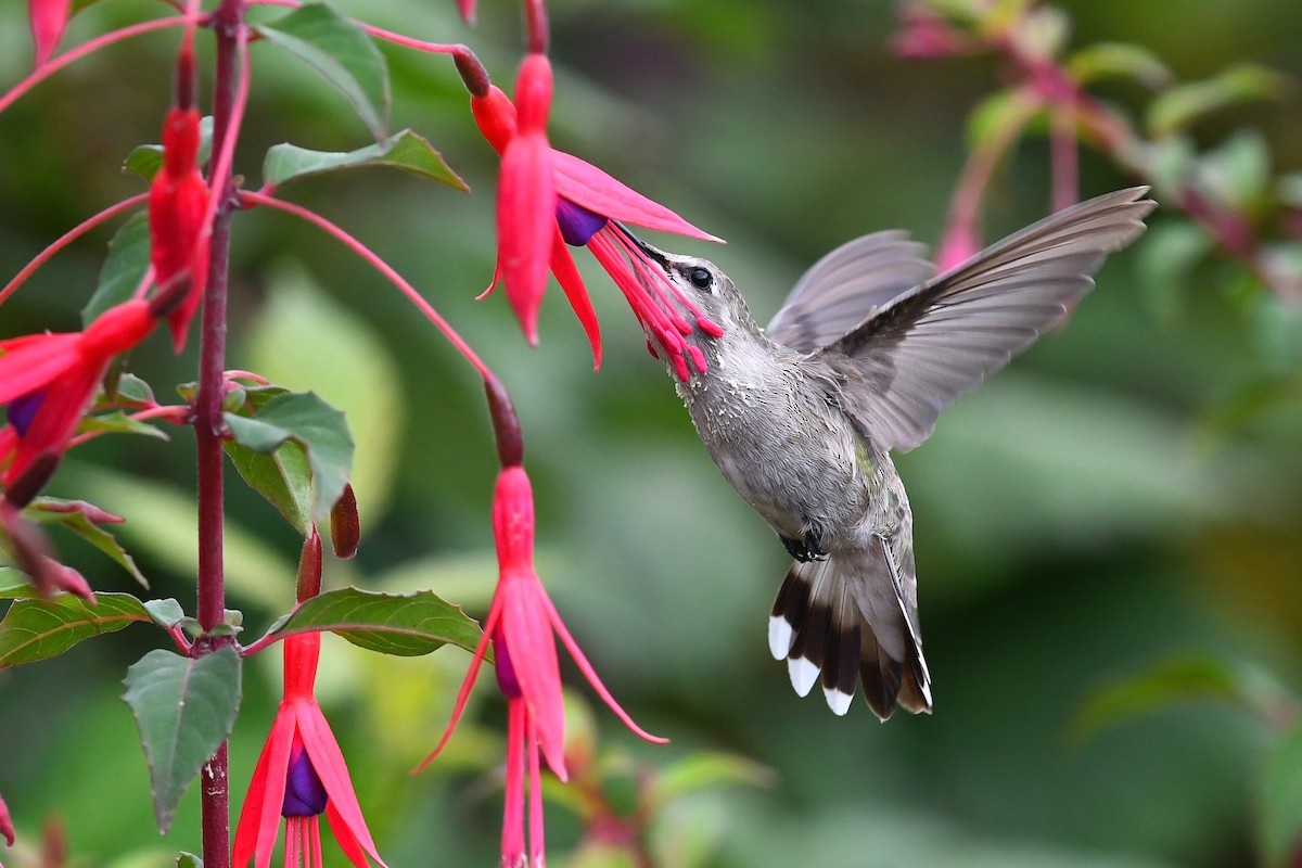 Costa's Hummingbird - ML627292099