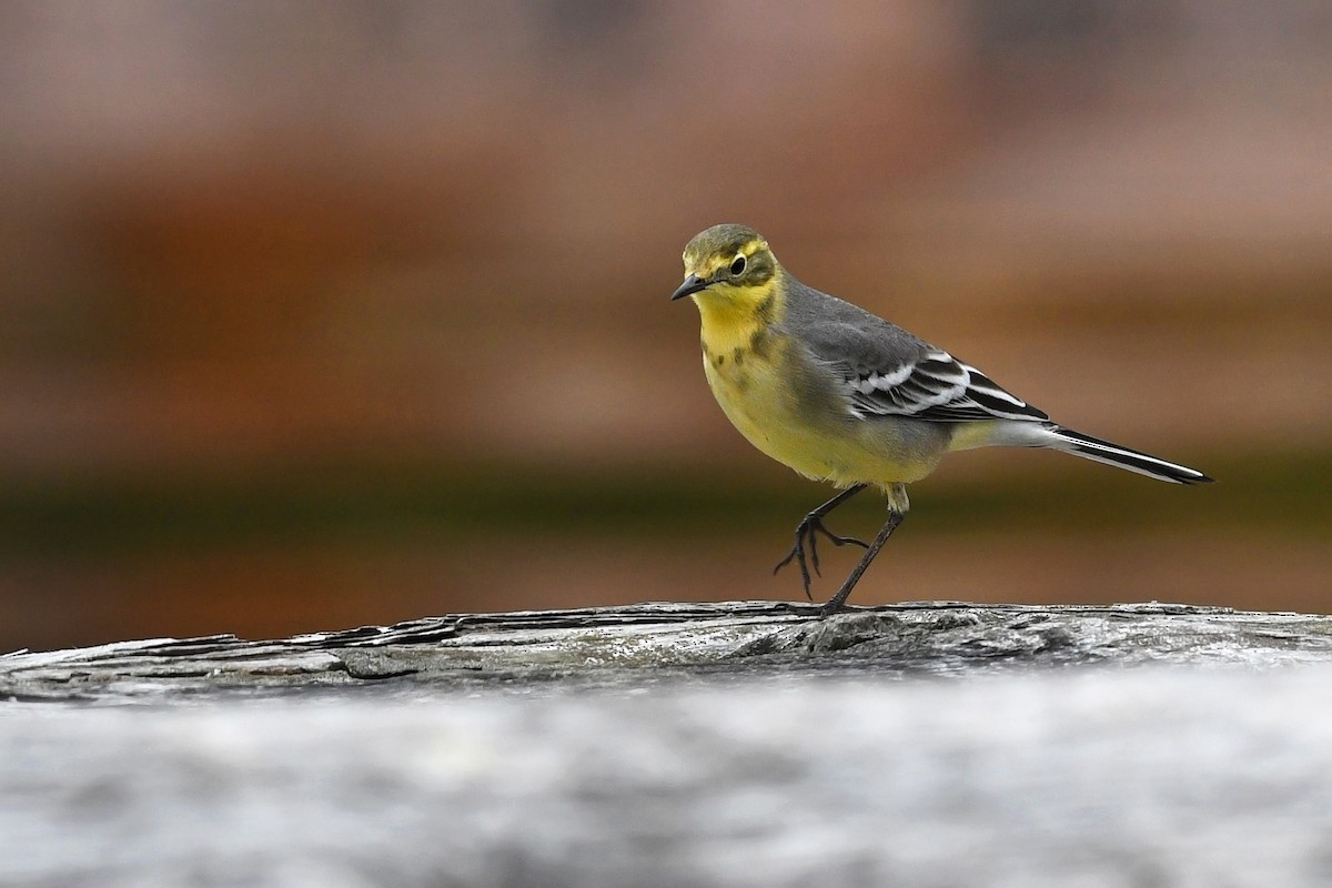 Citrine Wagtail - ML627292108