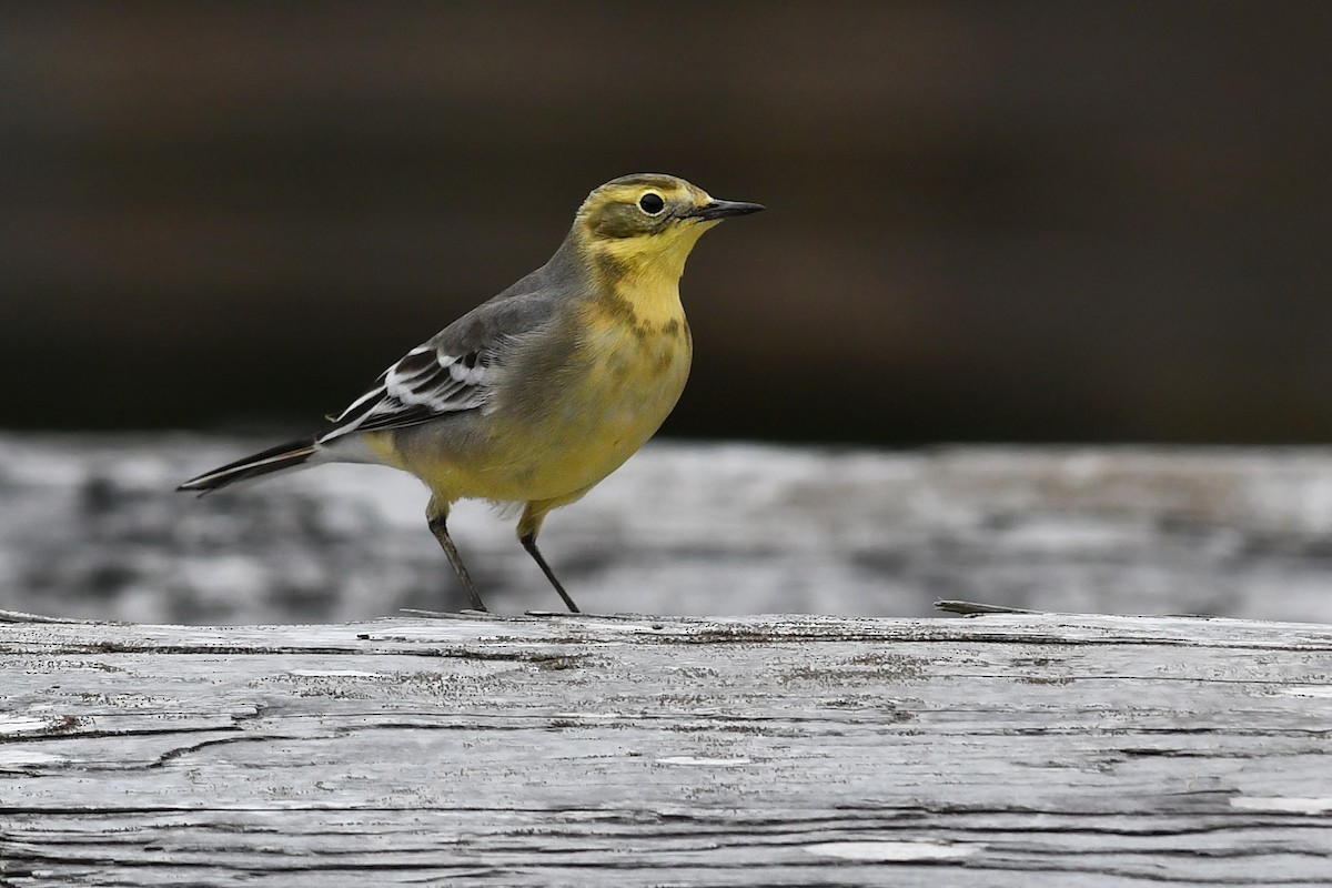 Citrine Wagtail - ML627292109