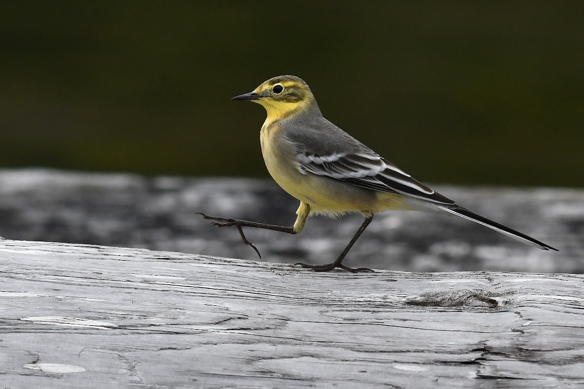 Citrine Wagtail - ML627292110