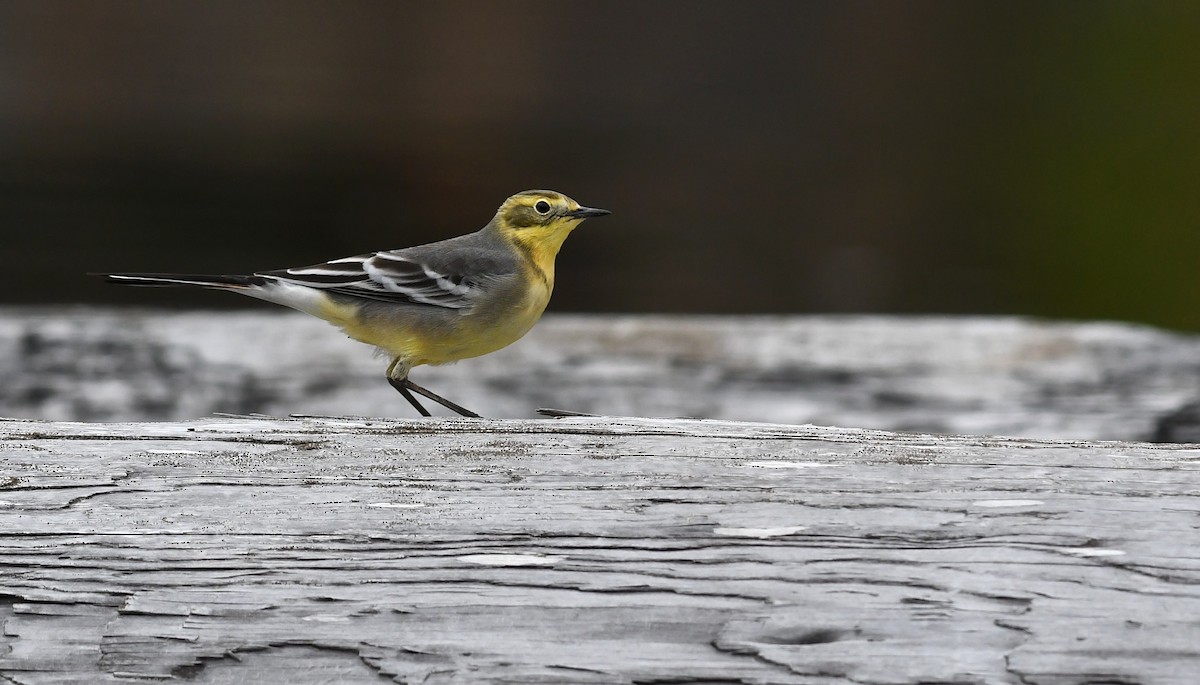 Citrine Wagtail - ML627292111