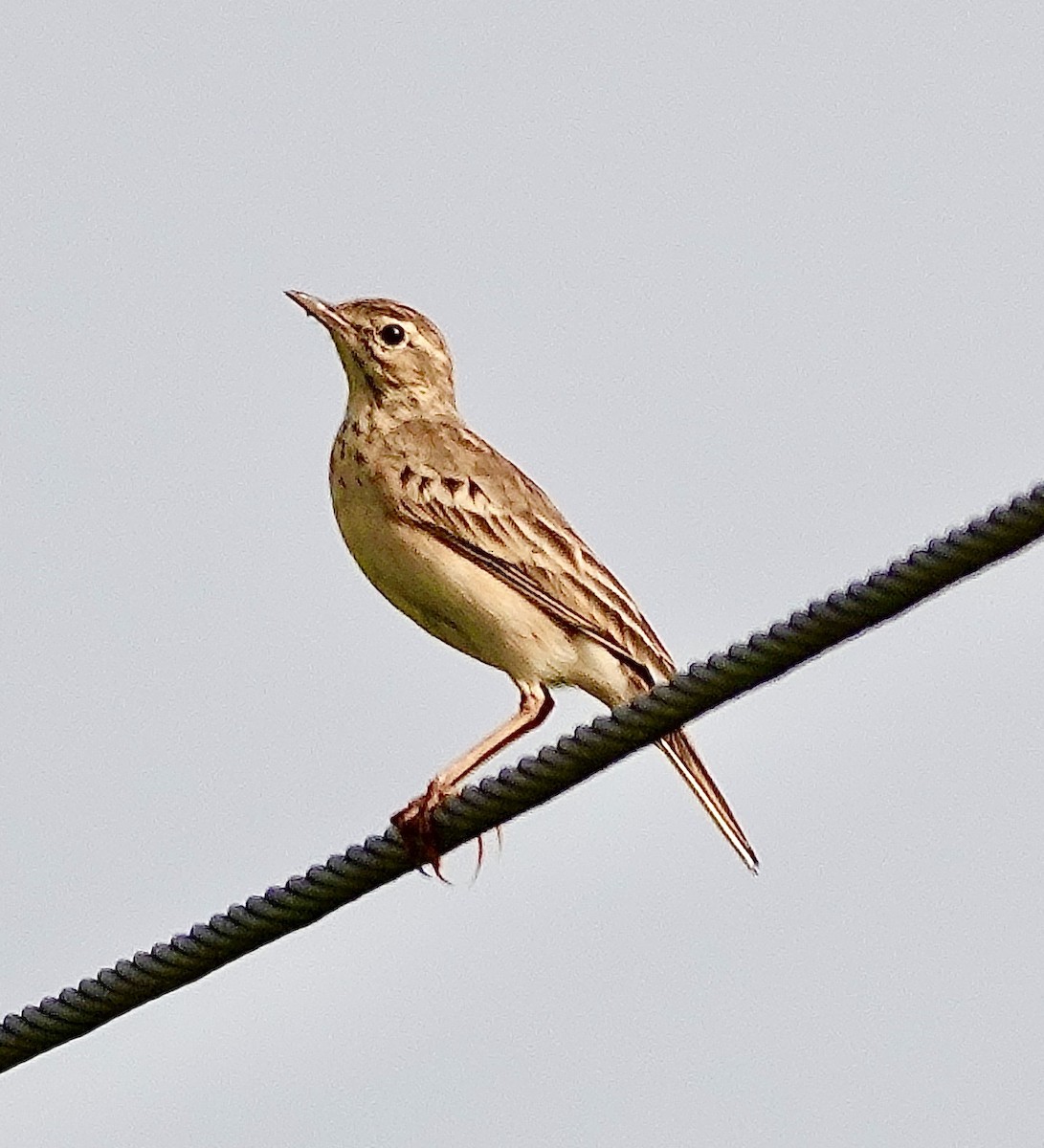 Paddyfield Pipit - ML627292147