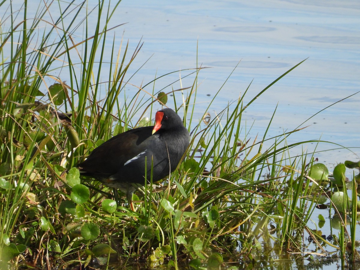 Common Gallinule - ML627292172