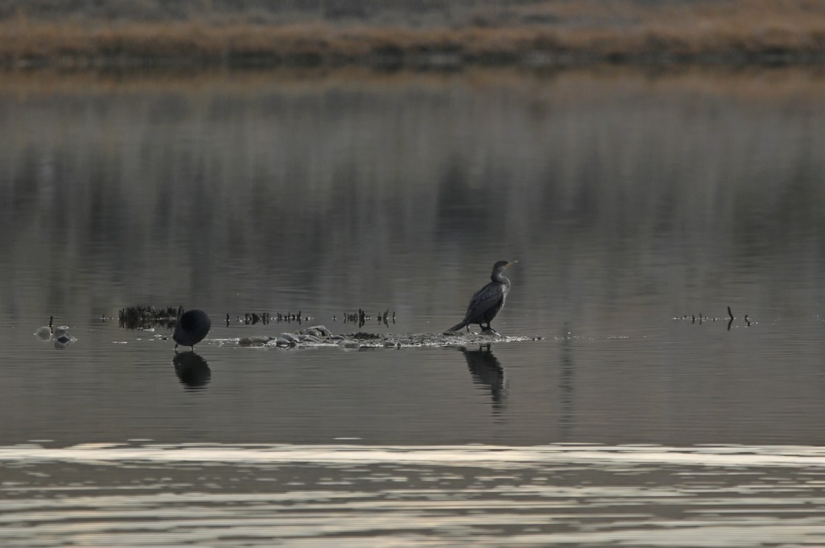 Double-crested Cormorant - ML627292234