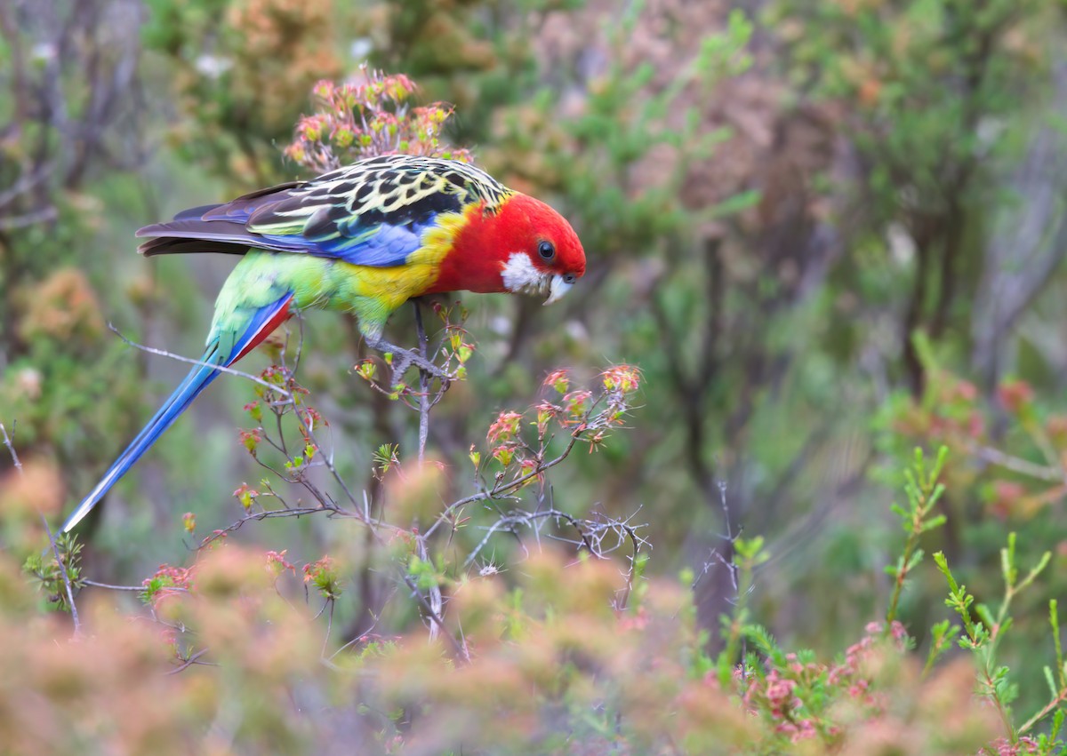 Eastern Rosella - ML627292250