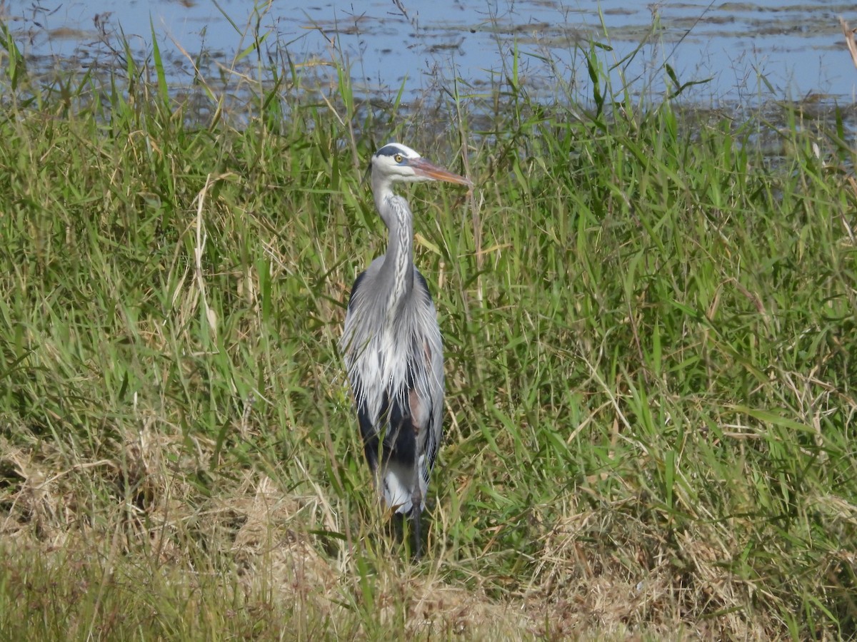 Great Blue Heron - ML627292396