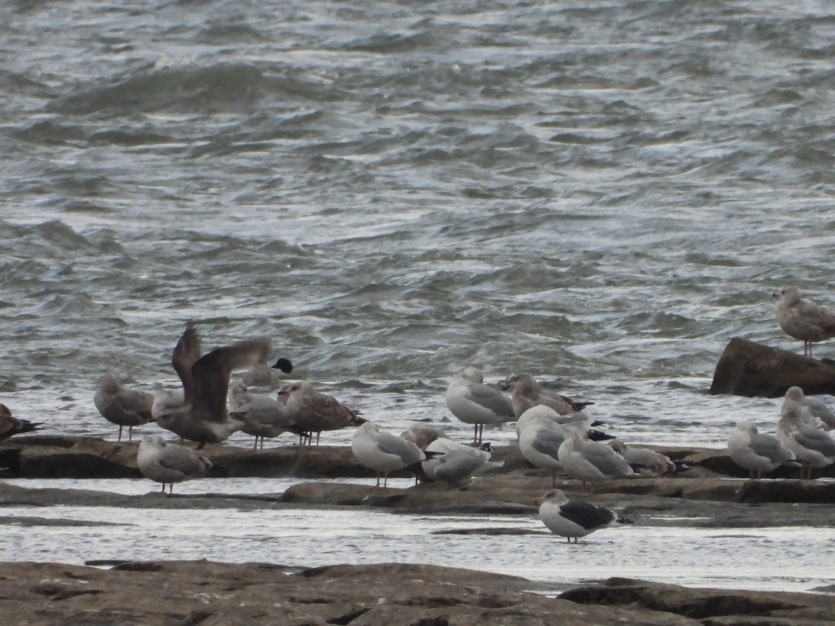 Lesser Black-backed Gull - ML627292497