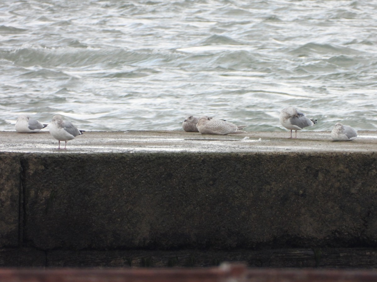 Iceland Gull - ML627292509