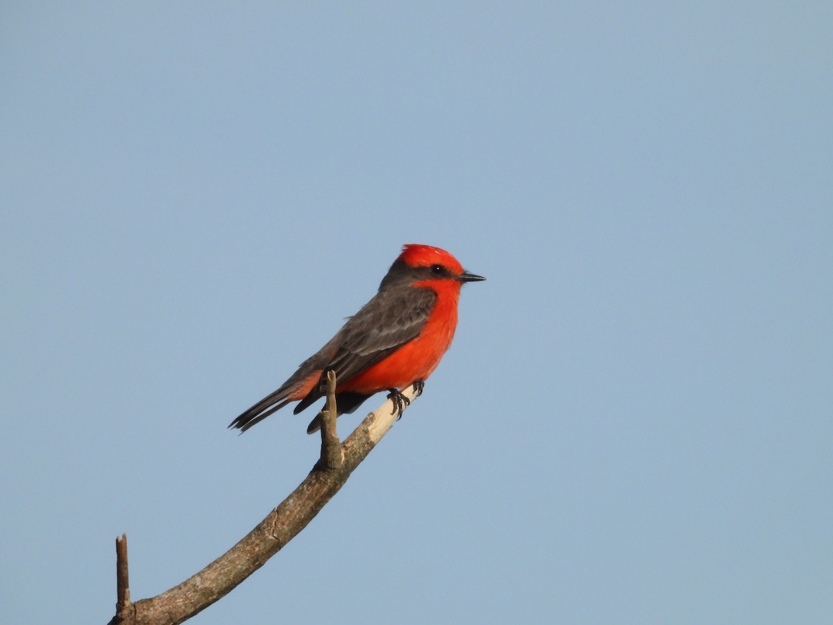 Vermilion Flycatcher - ML627292870