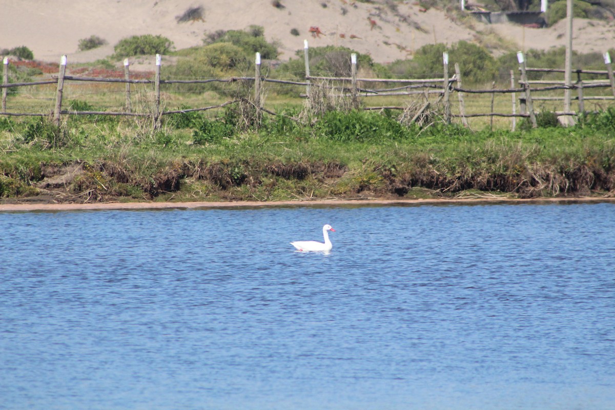 Coscoroba Swan - ML627292989
