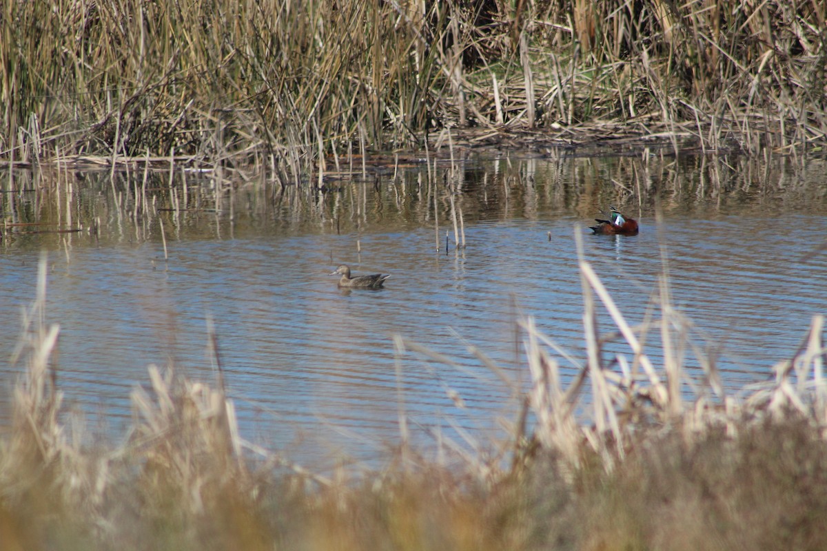 Cinnamon Teal - ML627293039