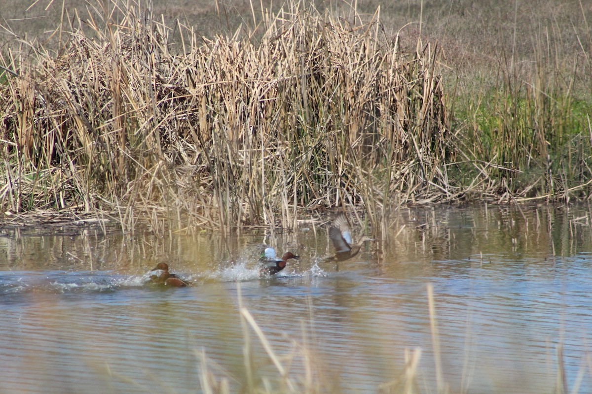 Cinnamon Teal - ML627293040