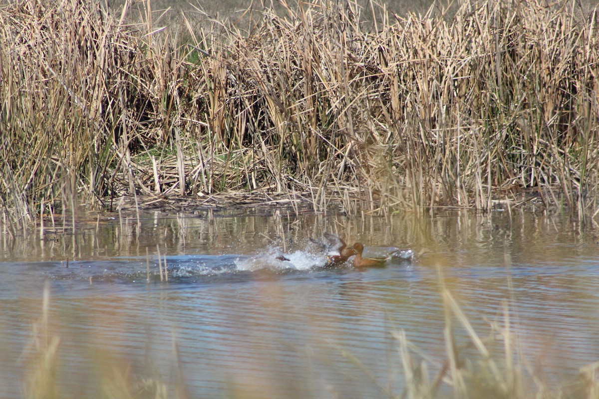 Cinnamon Teal - ML627293041