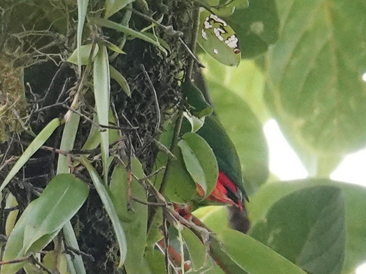 Sangihe Hanging-Parrot - ML627293090