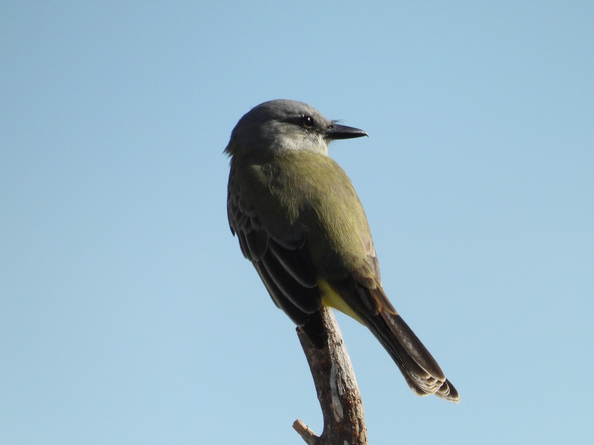 Tropical Kingbird - ML627293117