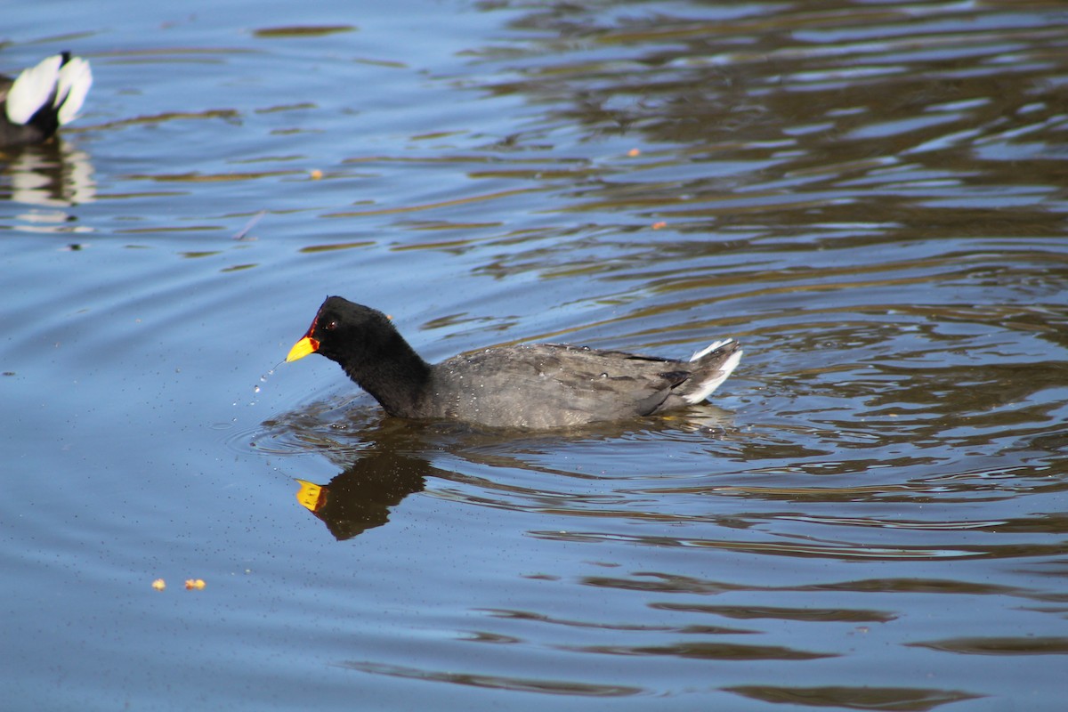 Red-fronted Coot - ML627293142
